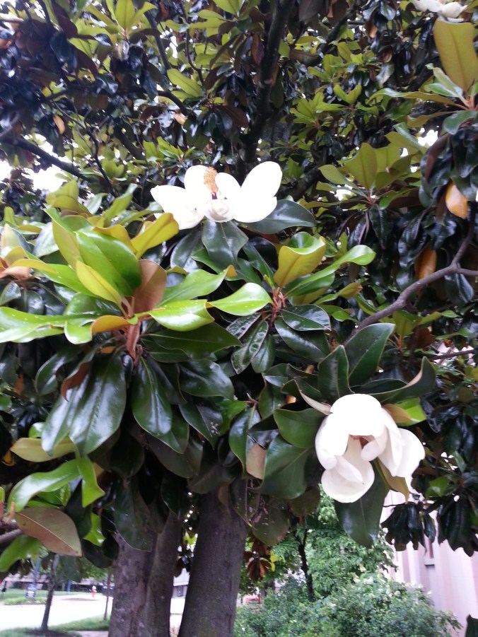 Magnolias